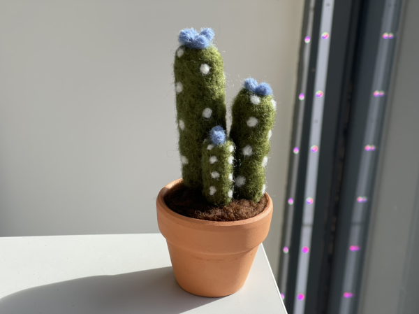 Cute and Root Cactus Plant Pots