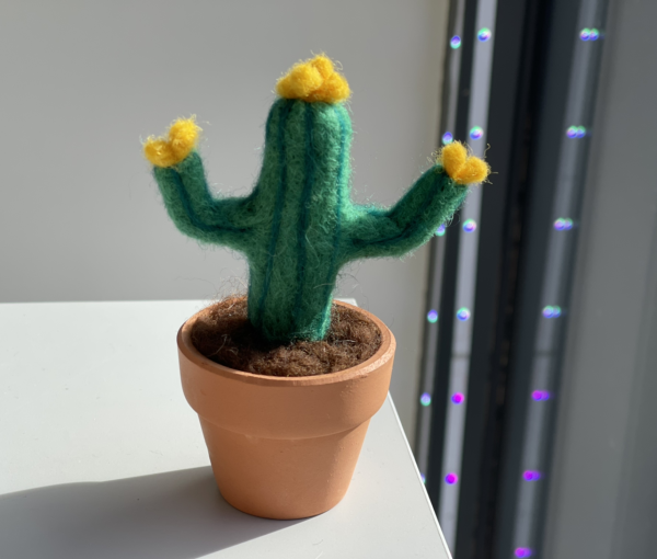 Cute and Root Cactus Plant